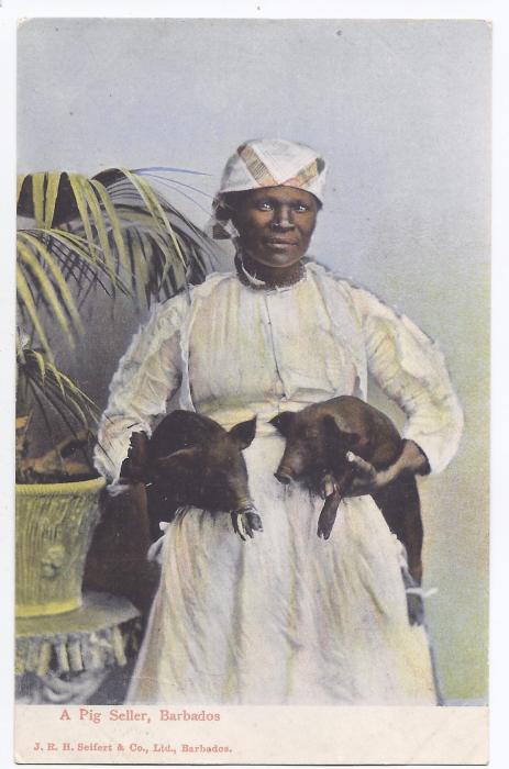 Barbados 1900s undivided back card A Pig Seller unused