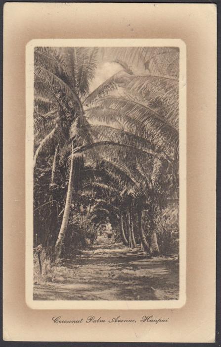 TONGA: (Picture Postal Stationery) 1911 1d. brown hue card titled Cocoanut Palm Avenue, Haapai used to New Zealand with MORAY PLACE/DUNEDIN manuscript annotations and cancels.