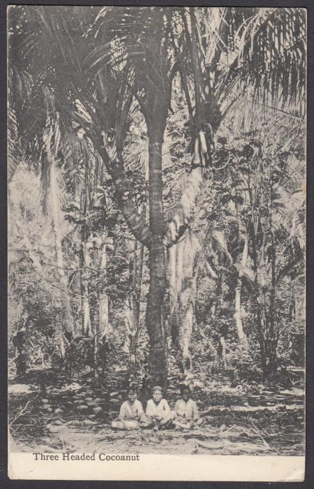 TONGA: (Picture Postal Stationery) 1911 1d red card with black & white view Three Headed Cocoanut, used to France.